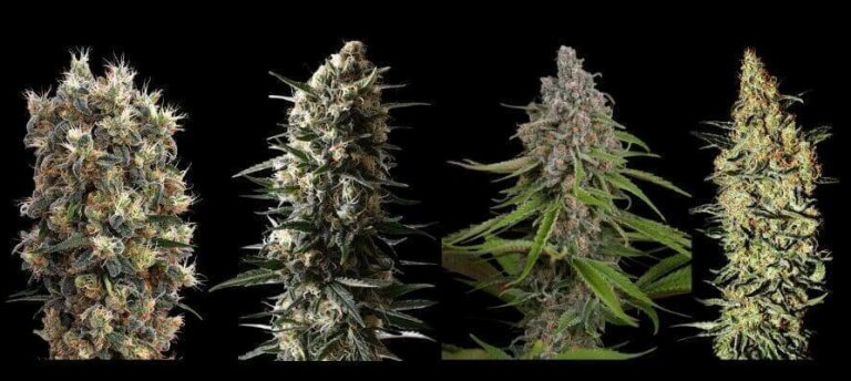 Green House Seed Co Seeds nugs