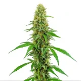 green_crack.webp