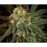 greencrack_photo.jpeg