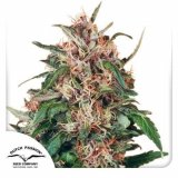 hollands-hope-dutch-passion-seed-company_1_1.jpg
