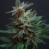 ice-cream-cake-auto-gcs-cannabis-seeds.jpg
