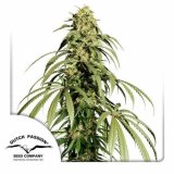 ice-cream-haze-dutch-passion-800x800_4.jpg