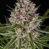 lemon-haze-auto