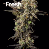 lemon_fresh