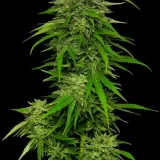 mango-sherbert-700x1096-1.webp