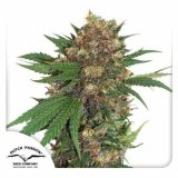 master-kush-dutch-passion-seed-company_1_1.jpg
