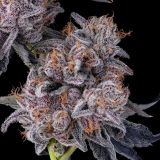 New Money seeds packaging showcasing funky, fruity, and gassy aroma profile.