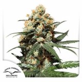 orange-hill-special-dutch-passion-seed-company_1_1.jpg