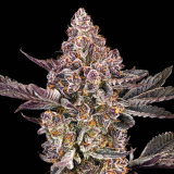 orange-saphire-cola