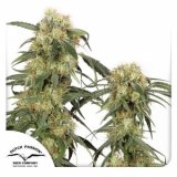 pamir-gold-dutch-passion-seed-company_1_1.jpg