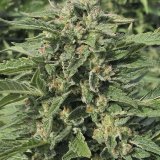 papaya