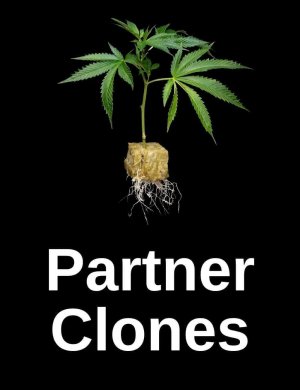 partner clones image