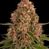 __pink-kush_circle_new_21_535744