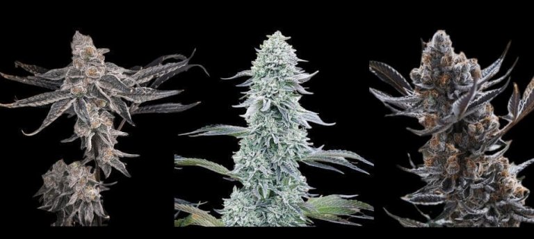 purple city genetics seeds nugs