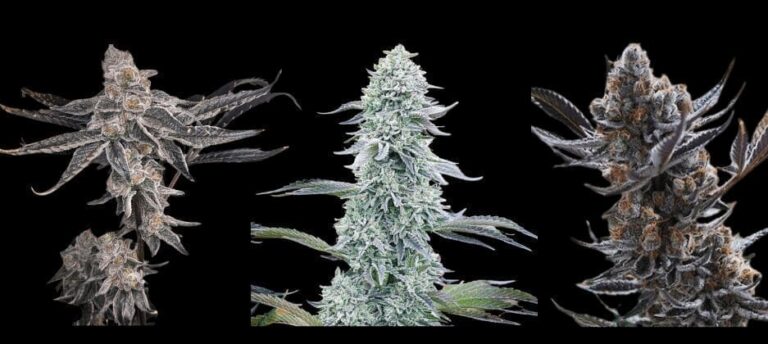purple city genetics seeds nugs