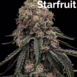 purple_starfruit