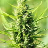 shop-premium-Gorilla-Glue-Cannabis-Seeds.jpg