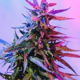 shop-premium-Granddaddy-Purple-Seeds.jpg