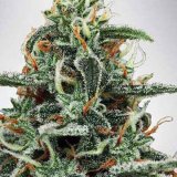 shop-your-choice-weed-seeds-Strawberry-Lemonade-Seed.jpg
