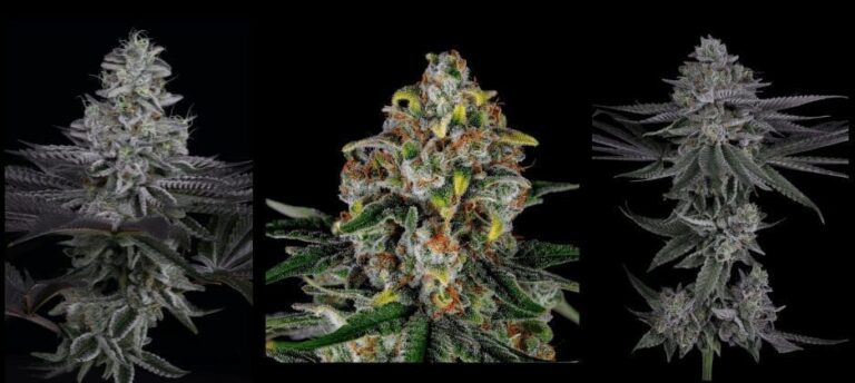 sin city seeds nugs