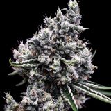 sourtangie-scaled-1.jpg