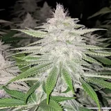 star-killer-haze-700