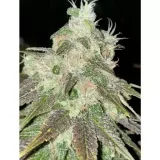 strawberry-jacuzzi-rare-dankness-cannabis-seeds-510x510.jpg.webp