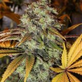 strawberry_og_1.jpg