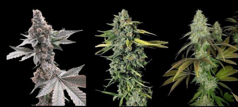 Buy The Cali Connection Seeds - Shipped | Seeds & Clones