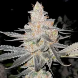 vaders-starkiller-1000