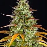 watermelon-zkittlez-auto