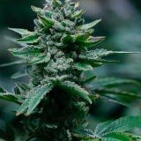 wholesale-Runtz-Feminized-Seeds-.jpg